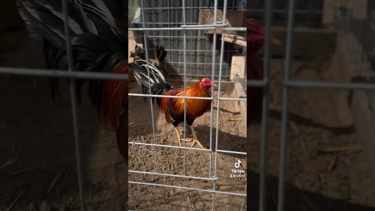 Sweater cock / Radio Roundhead hens up for grabs hit is up on WhatsApp LWF247