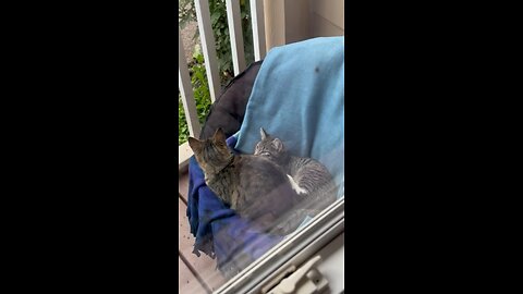 Cat sits on other cat 🐱 - Funny