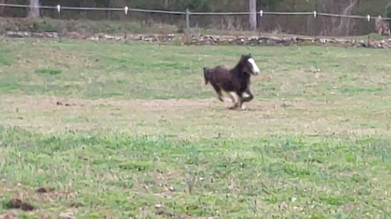 Gypsy Colt Quiggly LOVES To Run