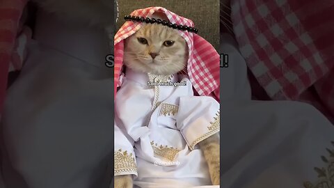 Sister Minnie meets Brother Bademm a Turkish one || funny cat video 🤣🤣 || funny animal video