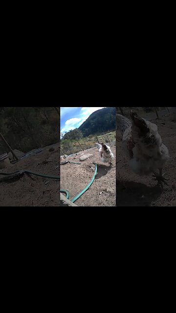 Farm cameras. Darling pullet