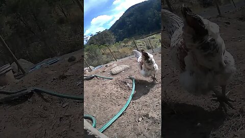 Farm cameras. Darling pullet