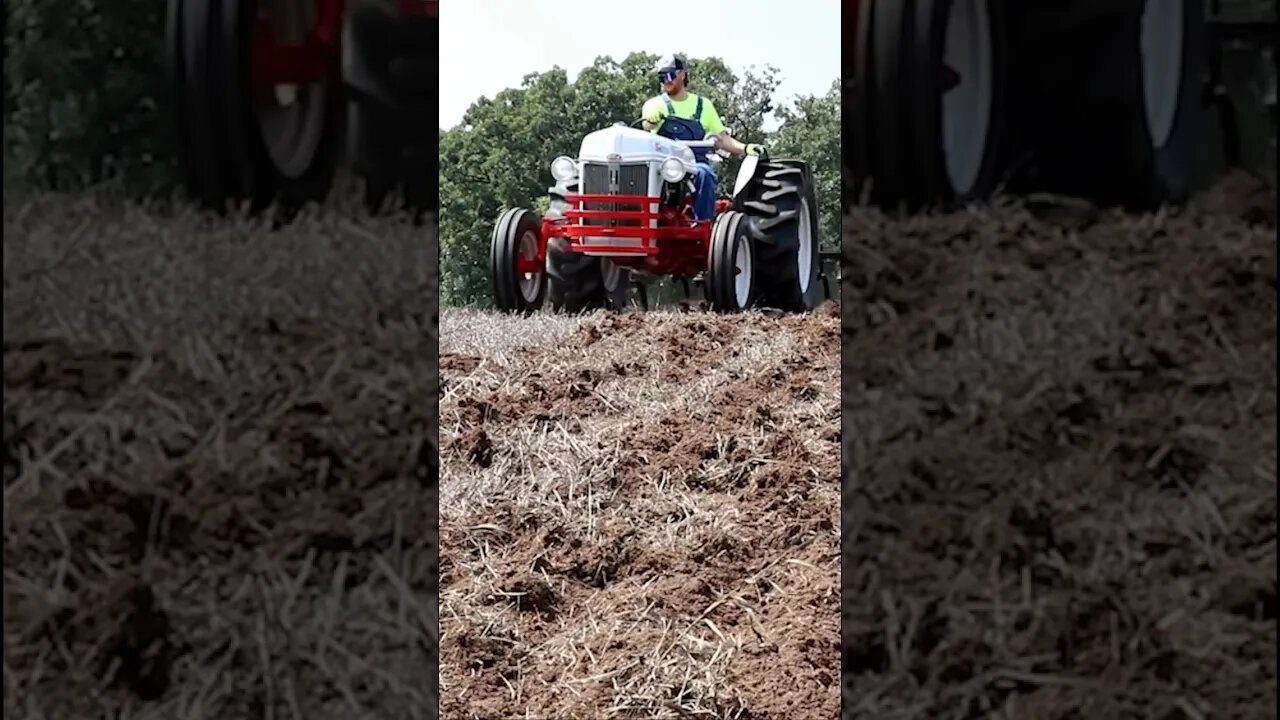 1952 Ford 8n Tractor. Food plot workhorse! Meet Mavis. She is 71 yrs young. #shorts #ford #tractor