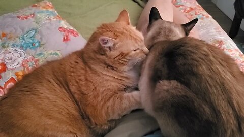 Ginger and Siamese Cats Wash Each Other