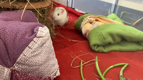 Guinea pigs having a lazy day