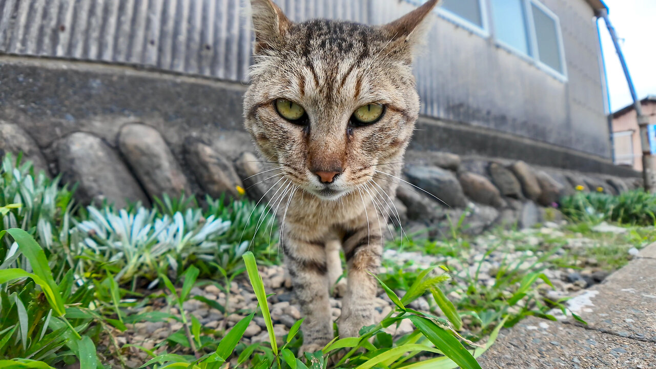 A yakuza cat lashing out at other cats