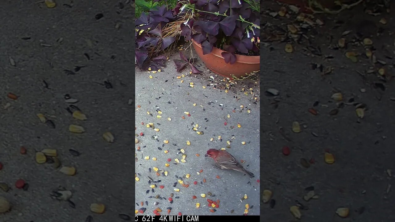 A Beautiful Purple Finch Visits! 🐦