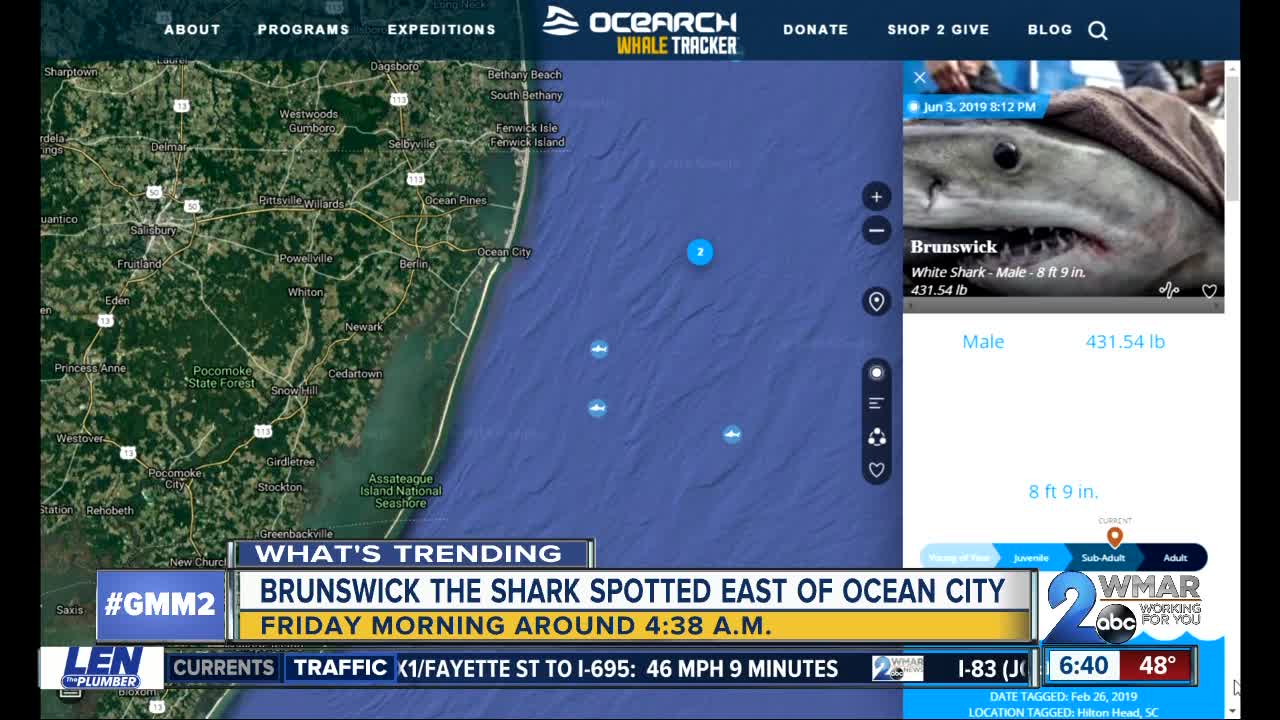 Great White Shark spotted in ocean east of Ocean City