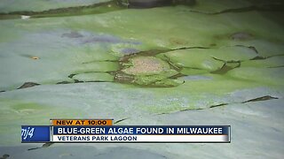 Blue-green algae found in Milwaukee