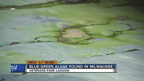 Blue-green algae found in Milwaukee