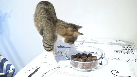 Curious Cat Inspects the Food