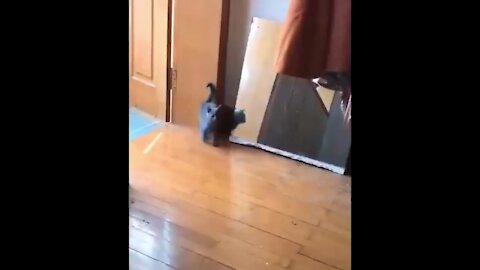 Funny cat scared by Mirror | Funny Animal Videos | Fun O Fun