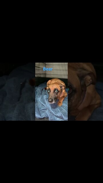 [Shorts 0114] BEAR [#dogs #doggos #doggies #puppies #dogdaycare]