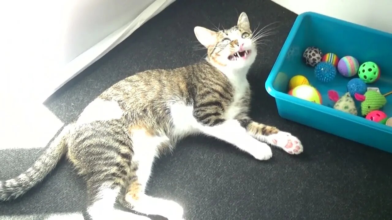 All these Toys Are Mine