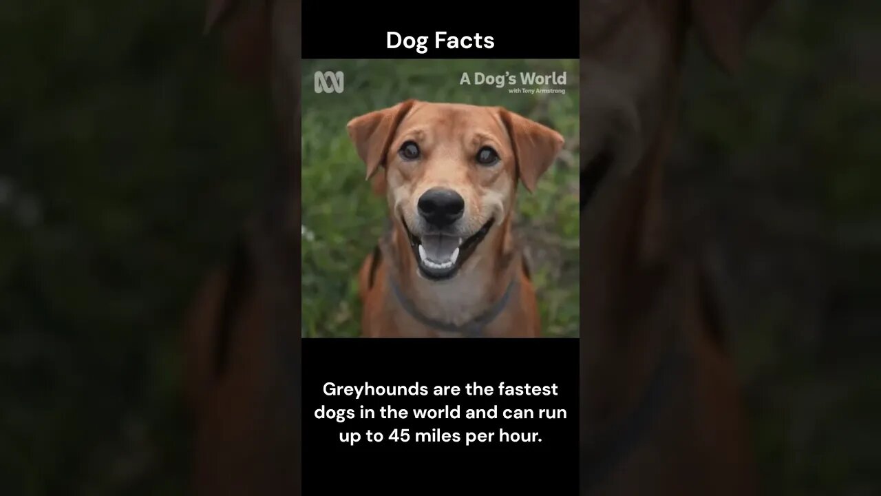 Dog Facts #shorts #youtubeshorts #dog #facts