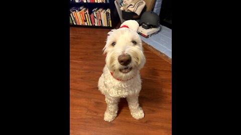 I bought a winter hat for my dog and his dad said he's going to rob a bank