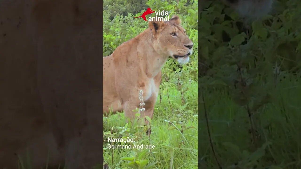 Búfalo tenta salvar búfalo das presas de leões - VIDA ANIMAL