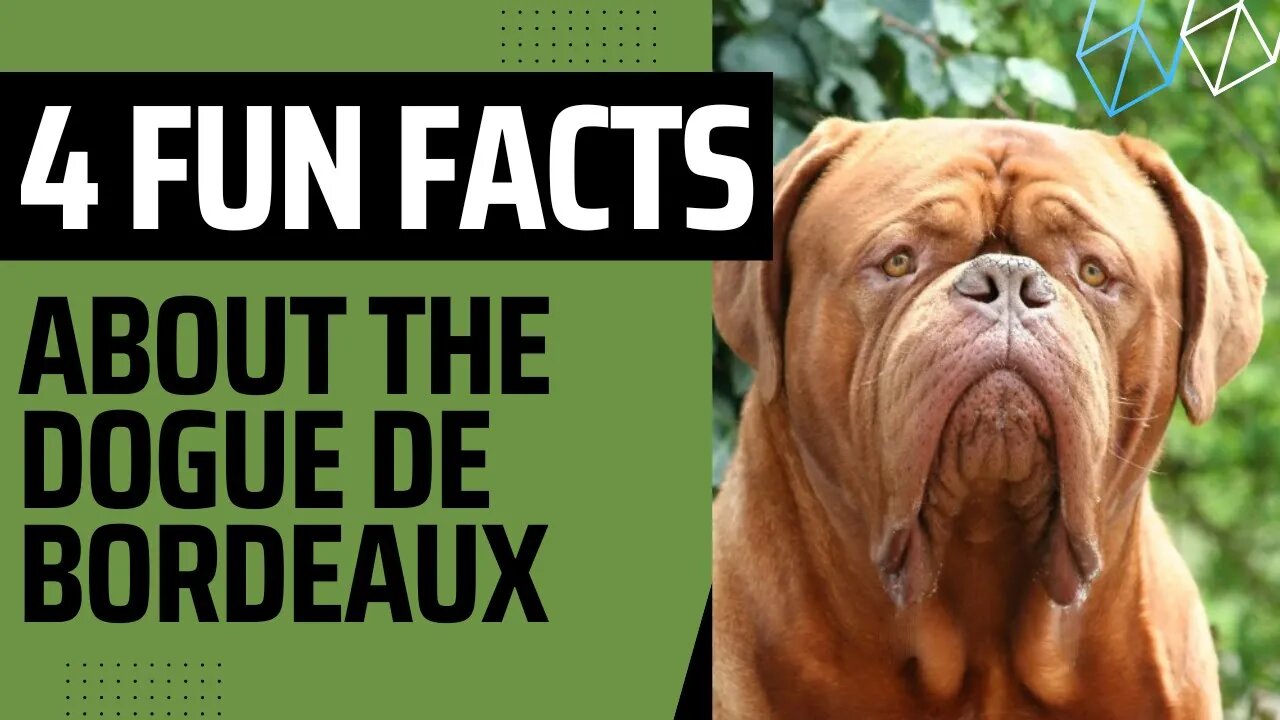 Four Fun Facts About the Dogue de Bordeaux.