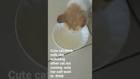 cute cat enjoying drink milk time finished food cat drink only delicious