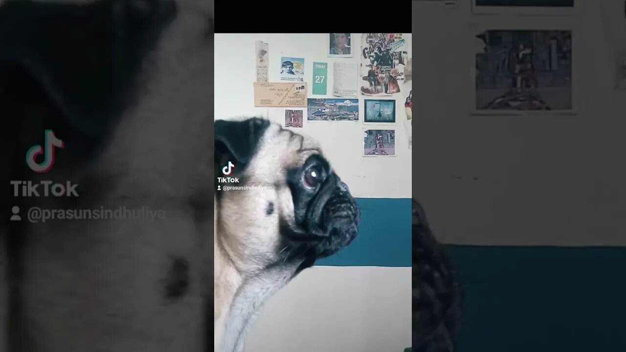 Nepali Fun Murgu Pug