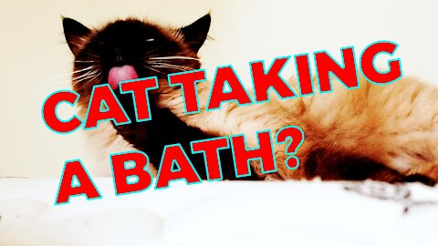 Tiline Cat taking a shower