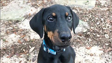 Lena the Doberman Puppy's Last Days of 2022