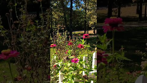 Zinnias and Butterflies from last years flower garden 🪴