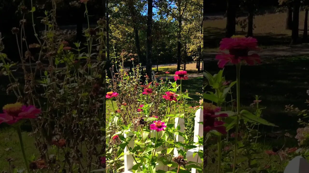 Zinnias and Butterflies from last years flower garden 🪴