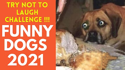 Funny Pets of 2021- WATCH and TRY NOT TO SMILE!!