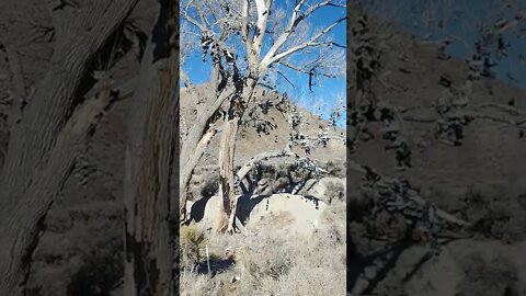 Weird Shoe Tree in Desert