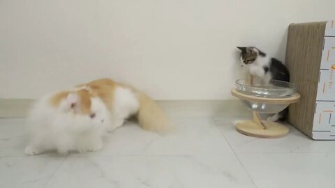 The Rescued Kitten Shows His Power to the Big Cat with a Punch#shorts