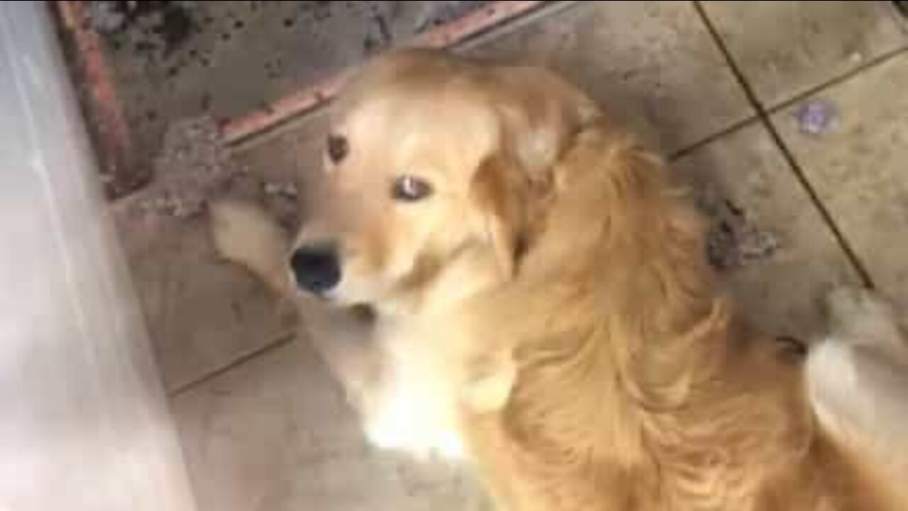 Dog blocks door to prevent owner discovering trashed home