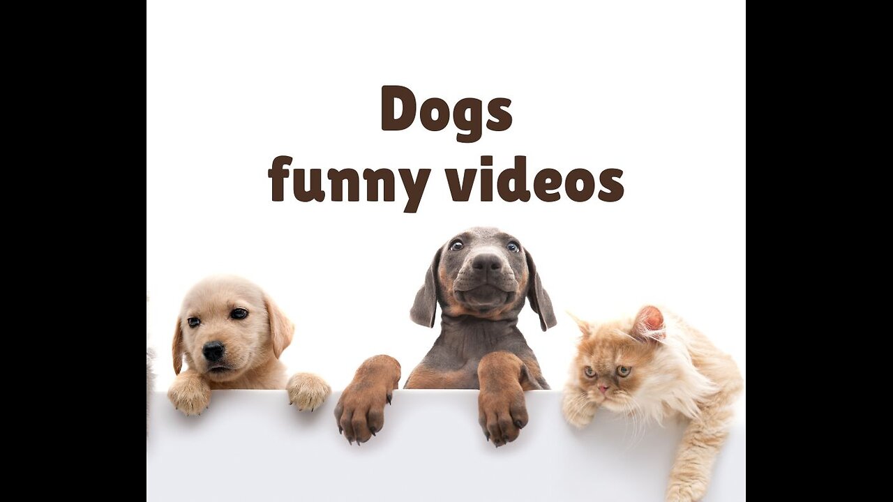 Funny animal videos|Cute animal videos |Funny dog&cat videos|Hilarious pet videos|funny video