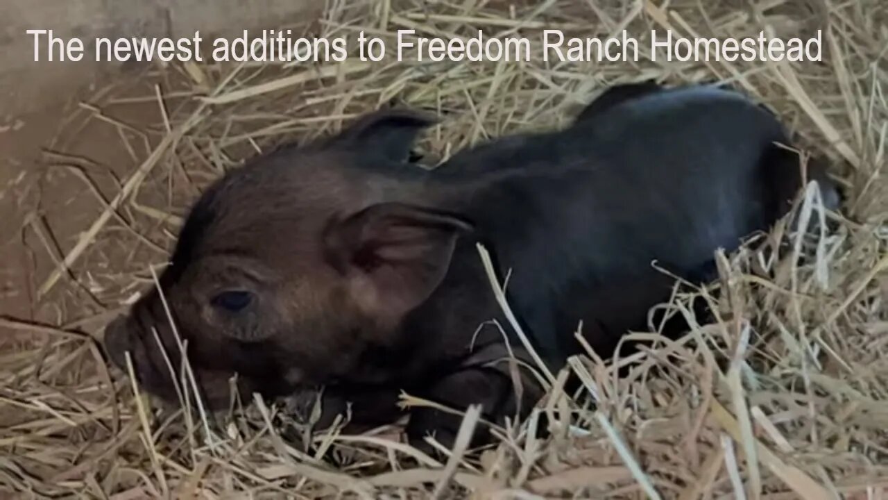 Dramatic Piglet Birth: A learning experience (#131)