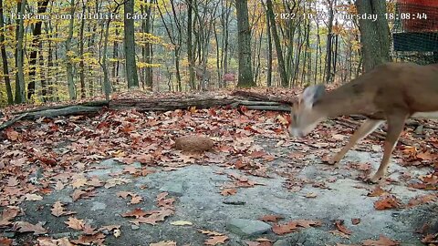 Starting To See The Bucks More Often 10/27/22