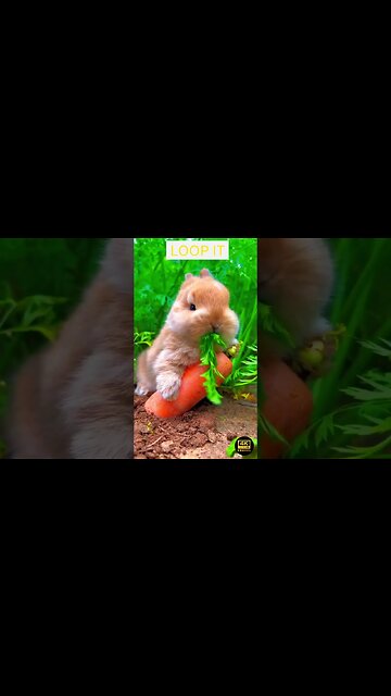 Cute Rabbit 4K Ultra HD - cute rabbit whatsapp status || 4k ultra hd #rabbit #viral #status