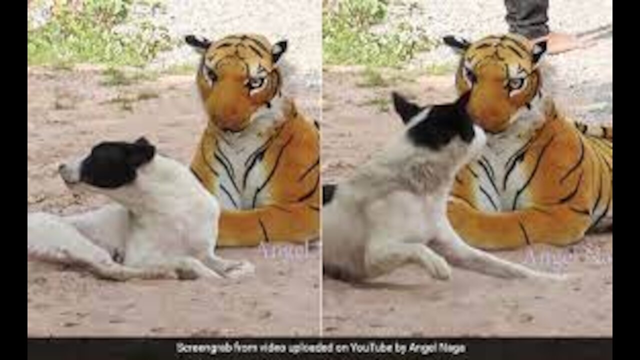 Fake Tiger vs Dog Prank