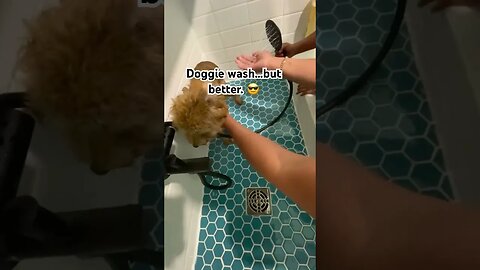 When the dogs shower is nicer then yours … priorities. #dog #puppy #diy