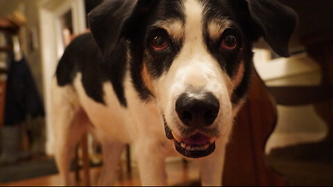 Watch Human Embarrass Dog With Terrible Singing Voice