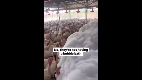 The US GOV. mass murders chickens and turkeys if there is a “disease concern” with foam