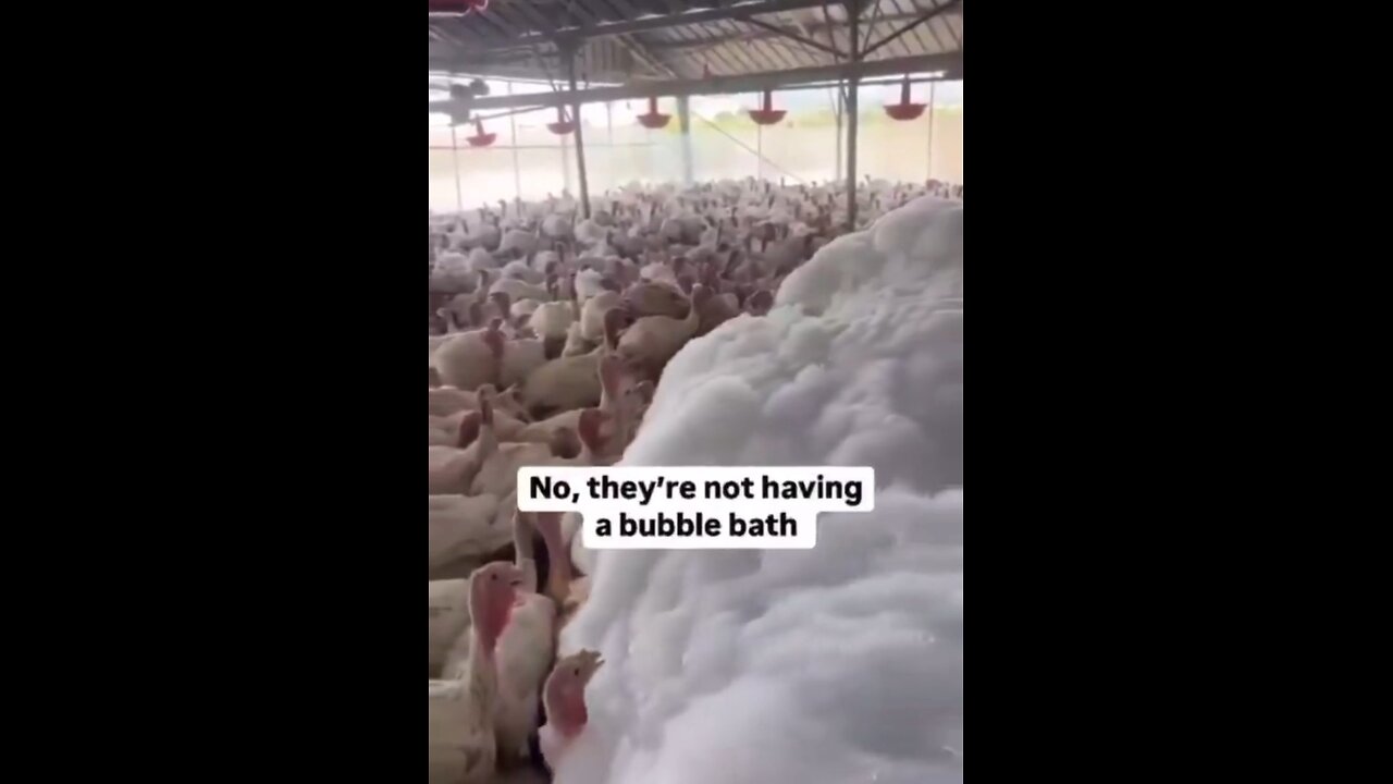 The US GOV. mass murders chickens and turkeys if there is a “disease concern” with foam