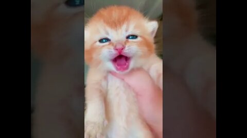 Cat crying 🐾🐾😽😻😻. #shorts