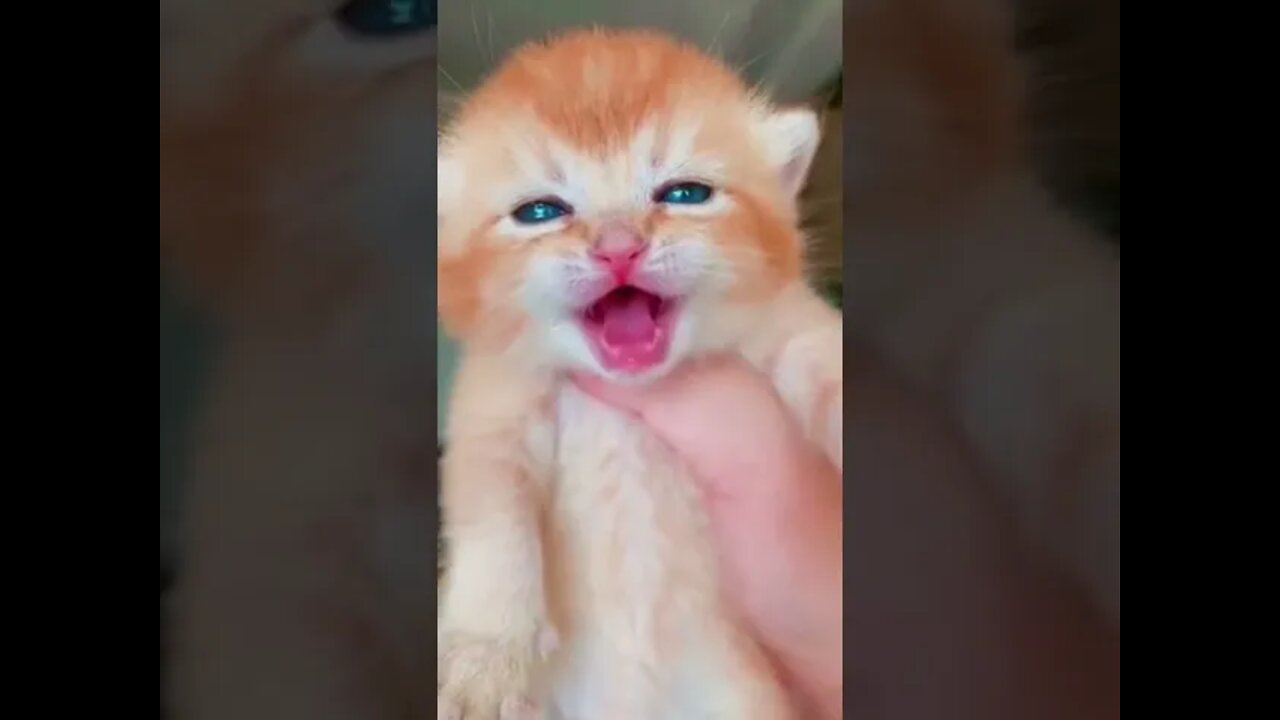 Cat crying 🐾🐾😽😻😻. #shorts