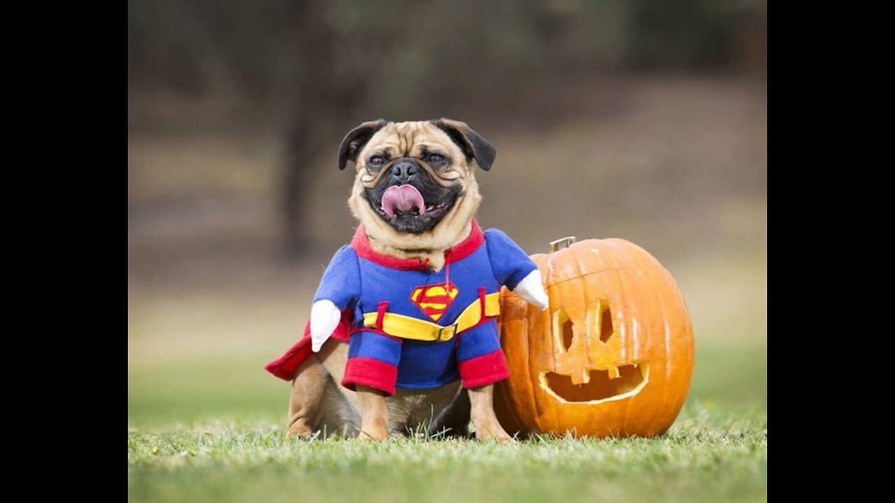 The Best Funny Dogs 🐶 And Cats 😹 Videos - Try Not To Laugh!
