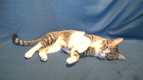 A Sweet Sleepy Cat