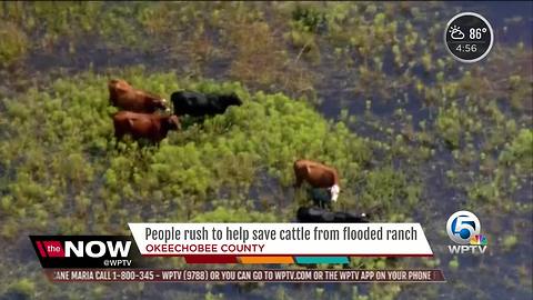 Cows dead, many more at risk after Okeechobee County ranch floods