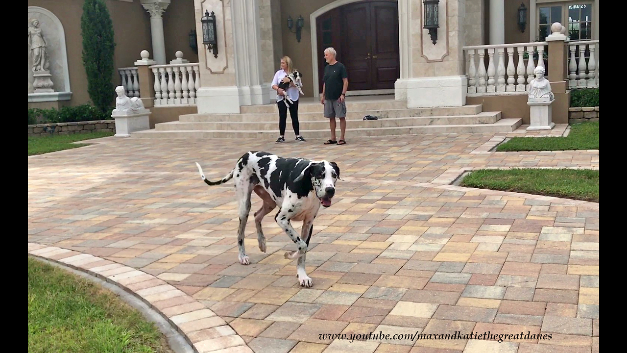 Great Dane and Puppy Make New Dog Friends