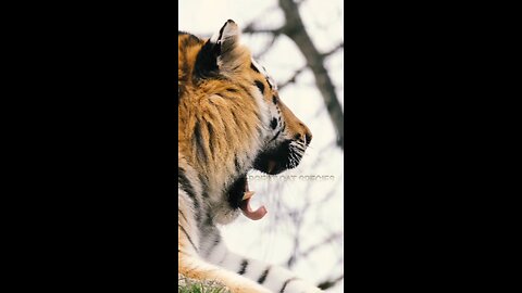 Facts about tigers