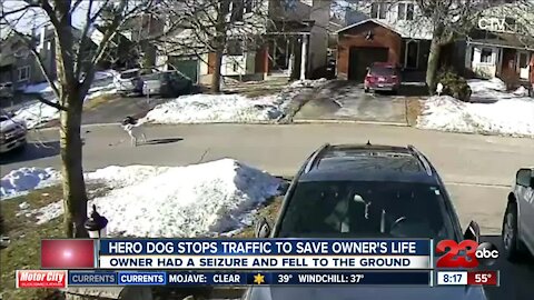 Hero dog stops traffic to save owner's life