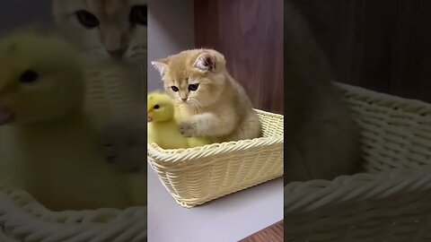 The life of ducklings and cute cat🥰 #shorts